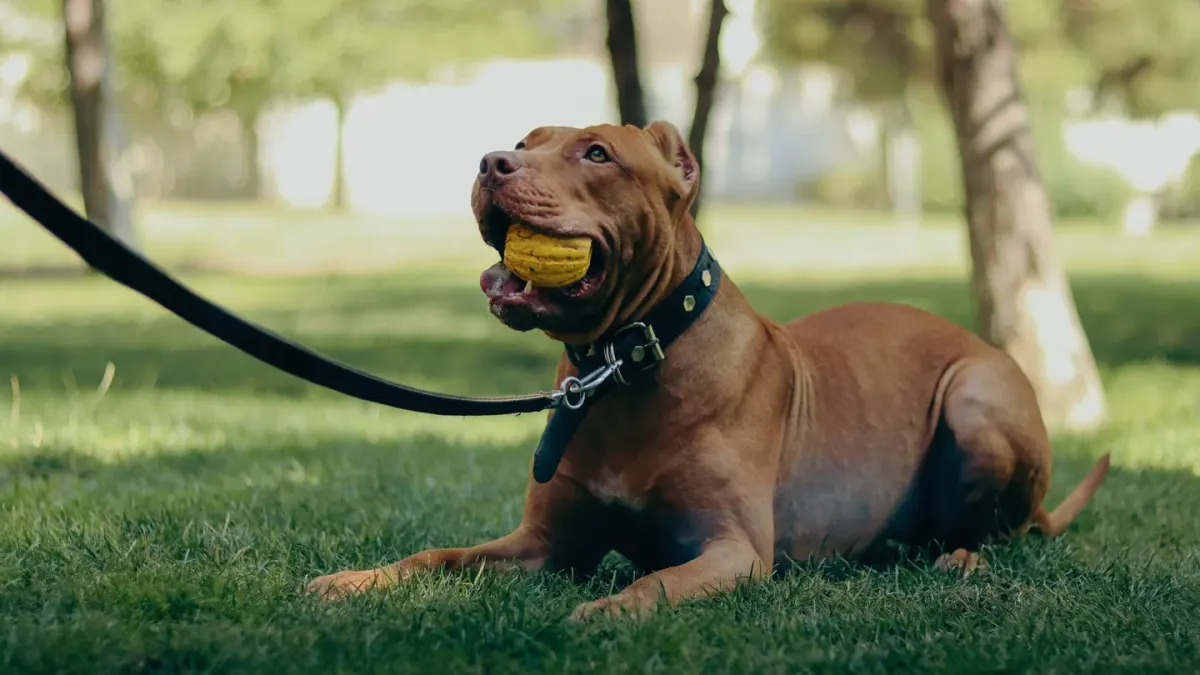 A leashed dog turning its head back toward its owner during an outdoor training session