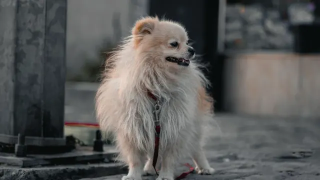 A leashed dog walking beside its owner on a city sidewalk