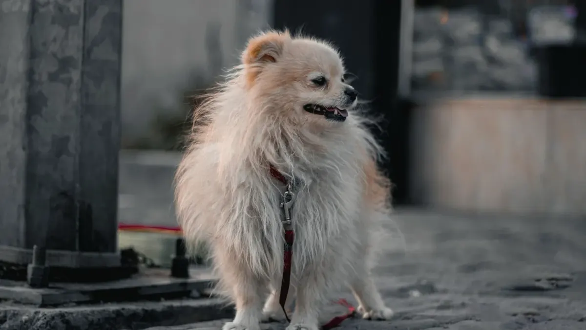 A leashed dog walking beside its owner on a city sidewalk
