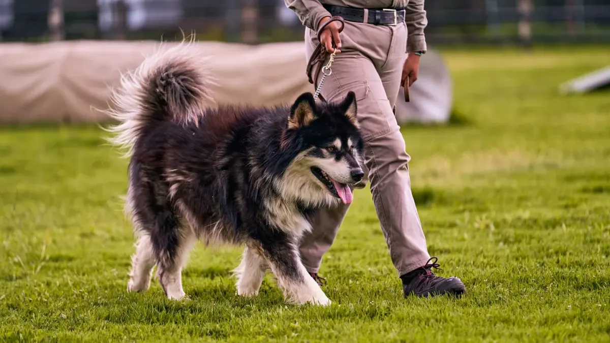 A leashed dog walking beside its owner on a grassy path