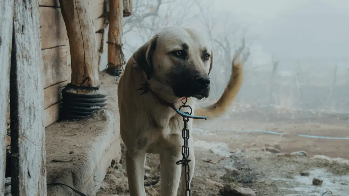 A leashed dog walking calmly past a fenced yard while another dog barks behind the fence