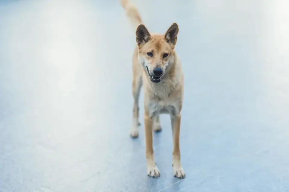 A middle-aged dog rising slowly from a wood floor