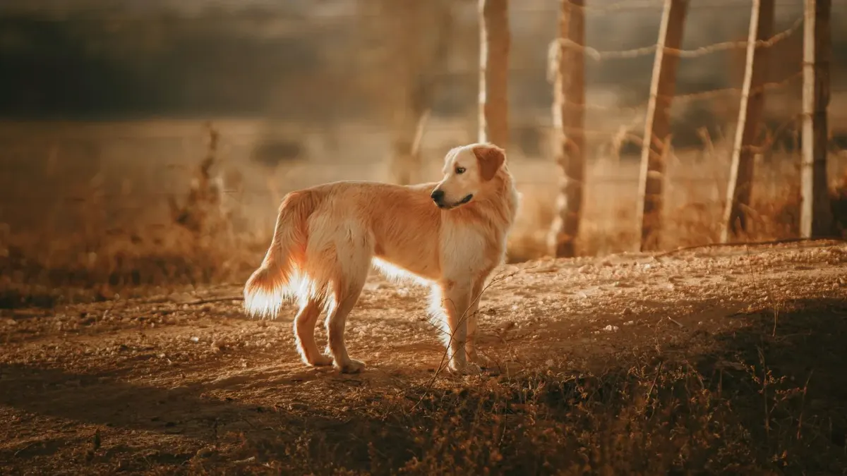 A middle-aged golden retriever walking briskly beside its owner on a paved sidewalk