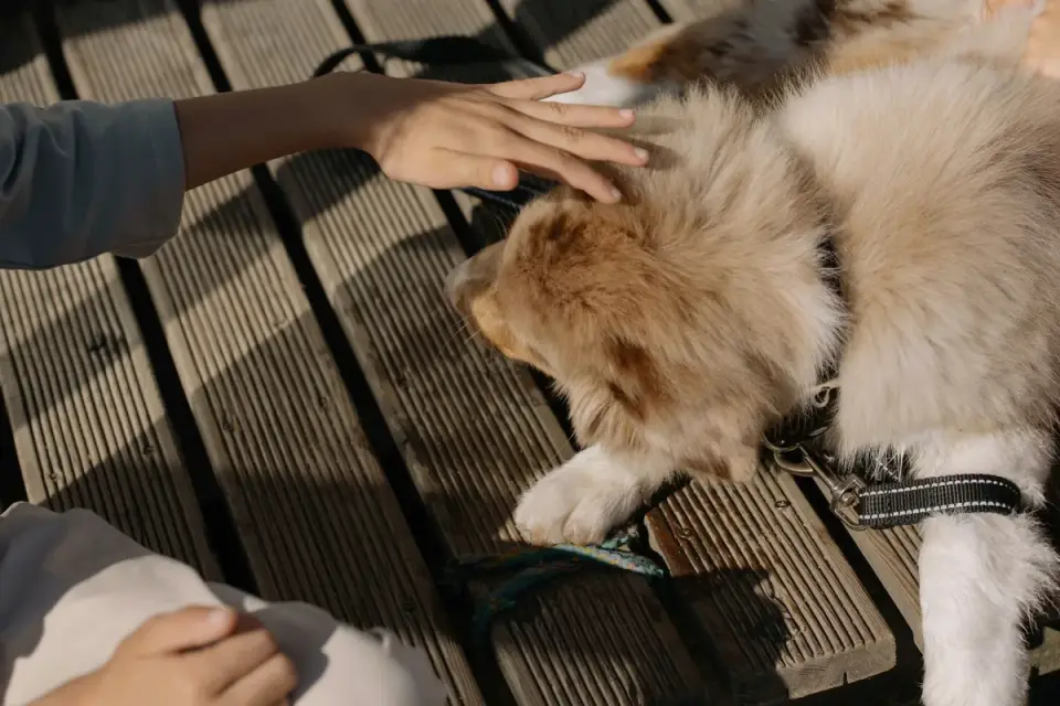 A person calmly offering a treat to a dog at close distance, building positive association.