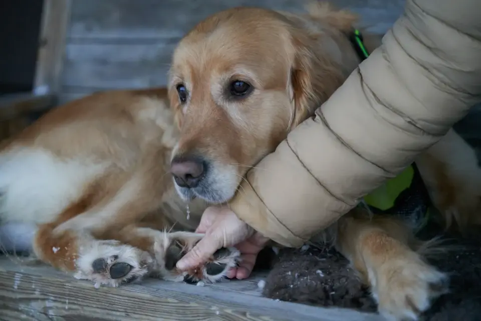 A person wrapping a dog's injured paw with gauze at a rest stop