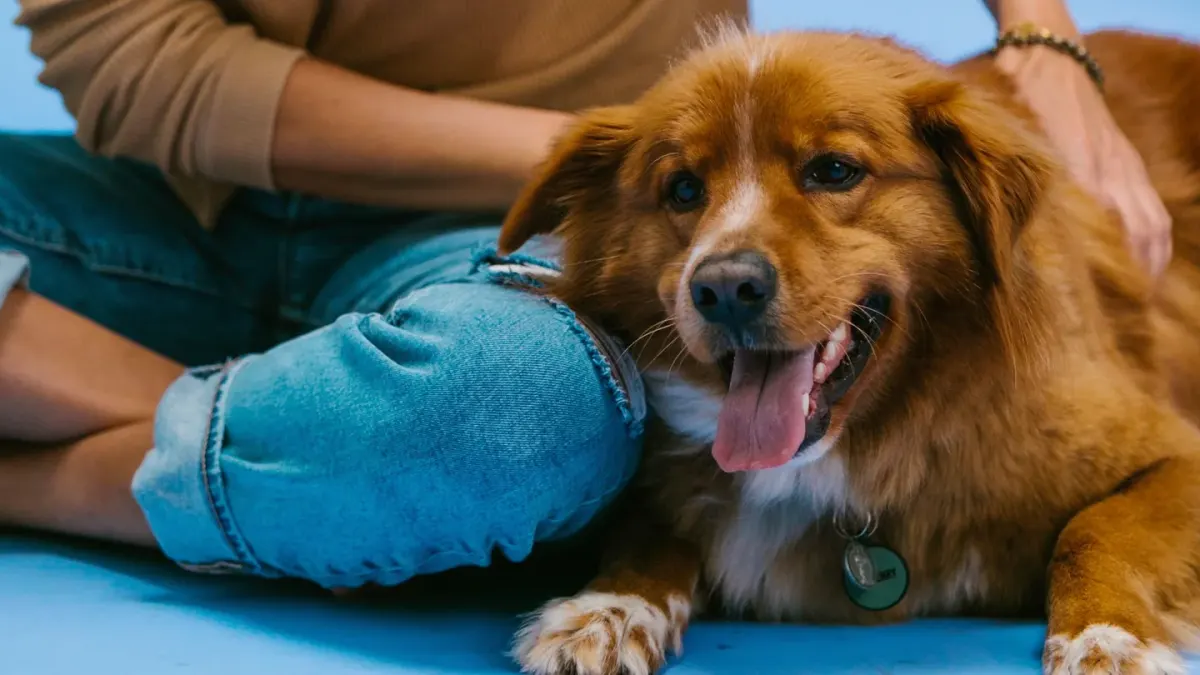 A pet sitter kneeling to greet a golden retriever in a living room during a meet-and-greet