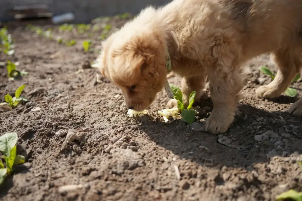 A puppy cautiously sniffing an unfamiliar object while its owner watches nearby