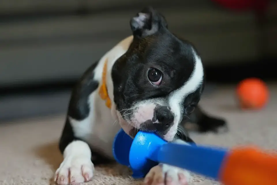 A puppy chewing on a rope toy on the floor