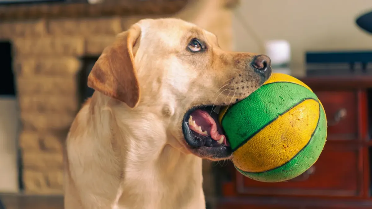 A puppy gently mouthing its owner's hand during a play session