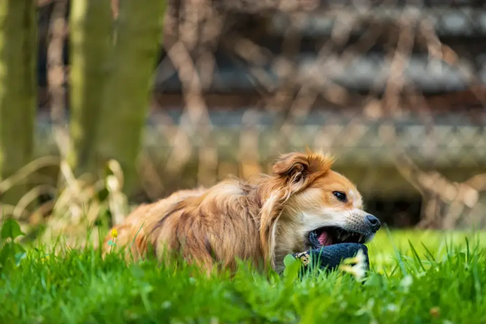 A puppy lying on a dog bed chewing a food-stuffed toy by itself