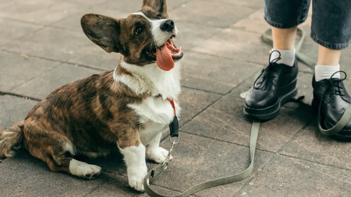 A puppy sits on porch steps next to its owner during an early socialization outing