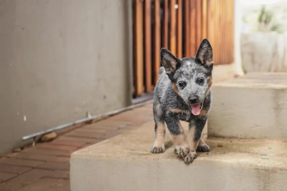 A puppy sitting near a doorway watching its owner step into the hallway