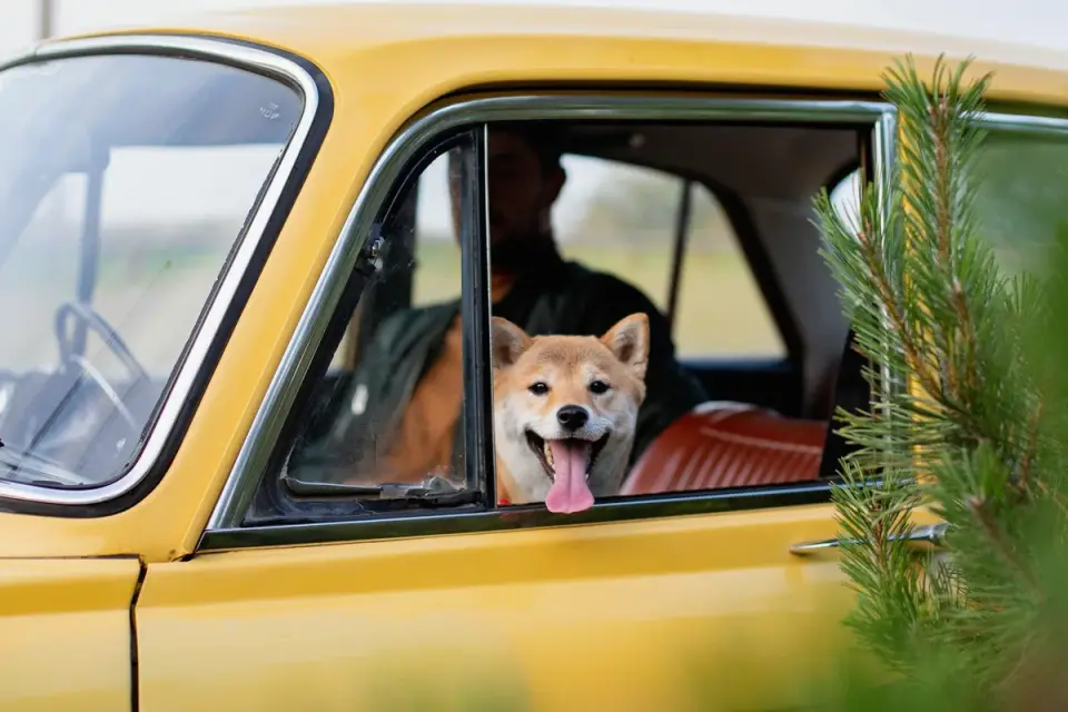 A puppy sitting upright on a car seat looking out the window