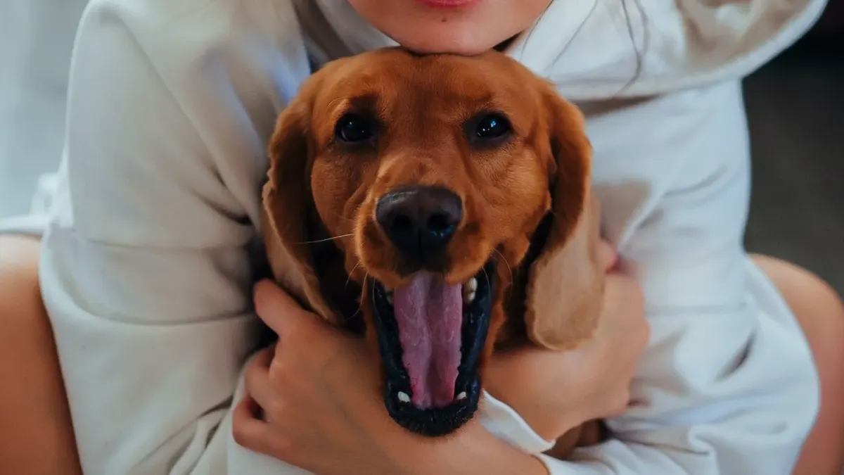 A relaxed medium-sized dog resting calmly on an owner's lap indoors
