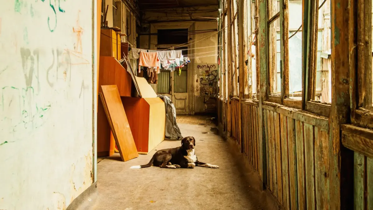 A rescue dog lying low near a doorway in an unfamiliar living room