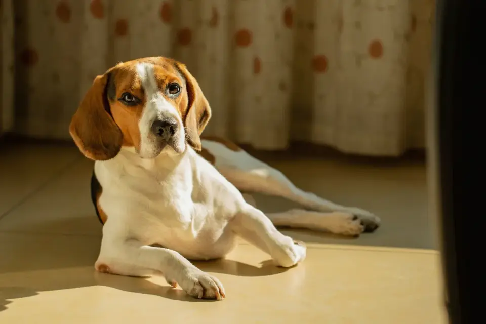 A rescue dog lying low near a doorway in an unfamiliar living room