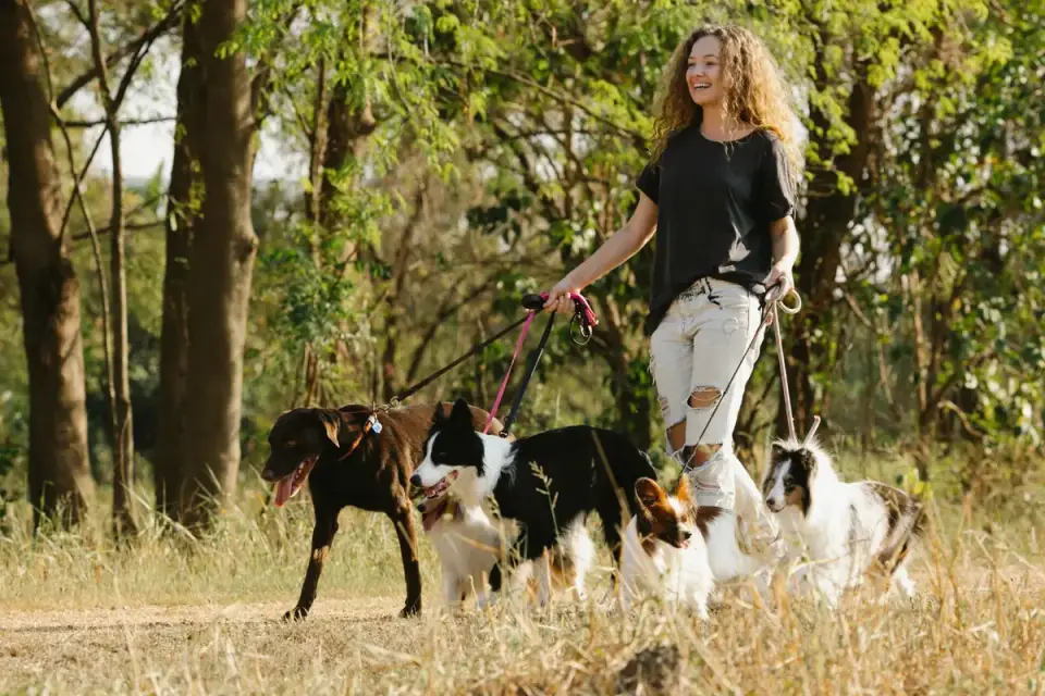 A senior dog and a younger dog walking together on a paved park trail
