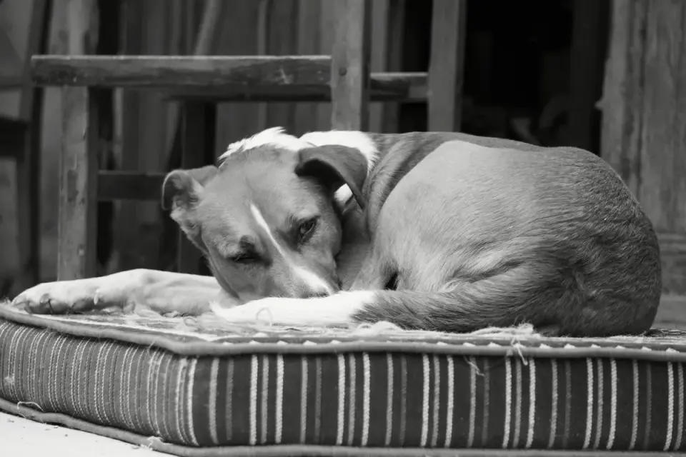 A senior dog lying on an orthopedic bed after an outdoor walk