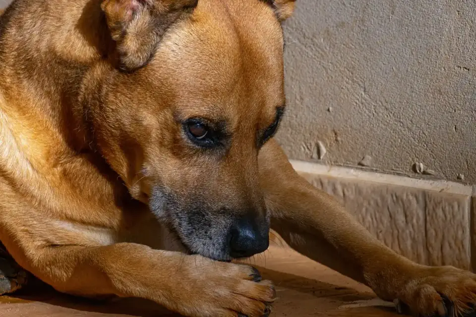 A senior dog lying on a hardwood floor with legs stretched out after a walk