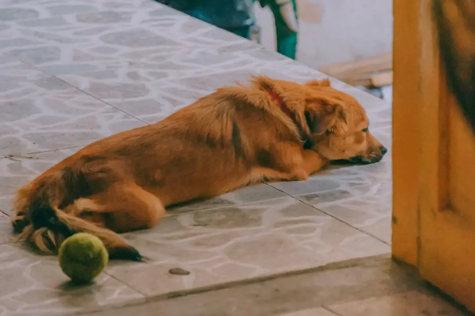 A senior dog lying on a tile floor, resting after outdoor activity