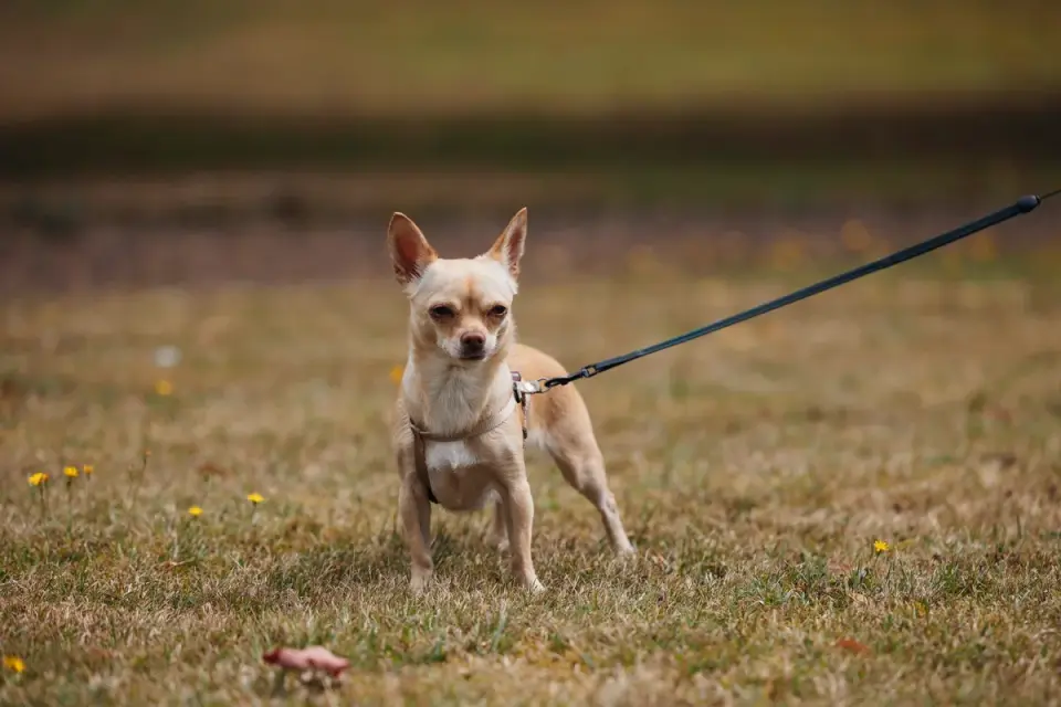 A senior dog on a slow, controlled leash walk outdoors