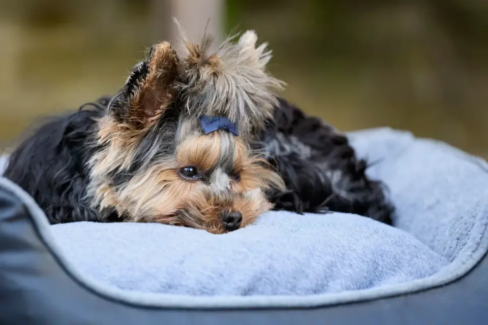 A senior dog resting comfortably on an orthopedic bed