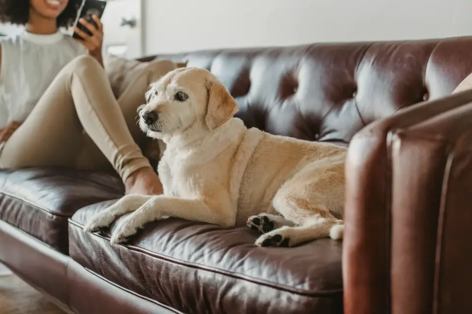 A senior dog resting on a couch after exercise