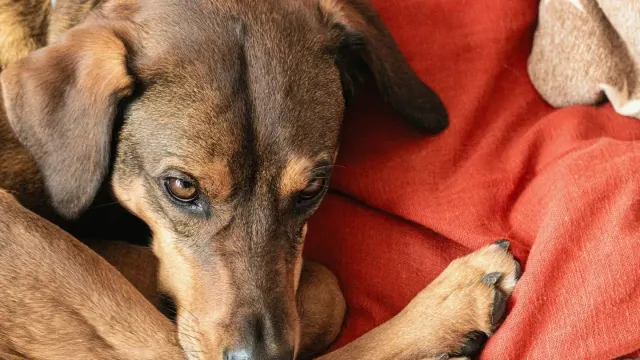 A senior dog resting on a rug with its hind legs tucked, appearing hesitant to stand