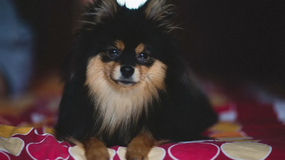 A senior dog standing alert in a dim bedroom doorway at night