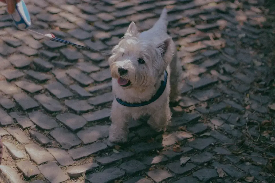 A senior dog walking on a leash along a paved path
