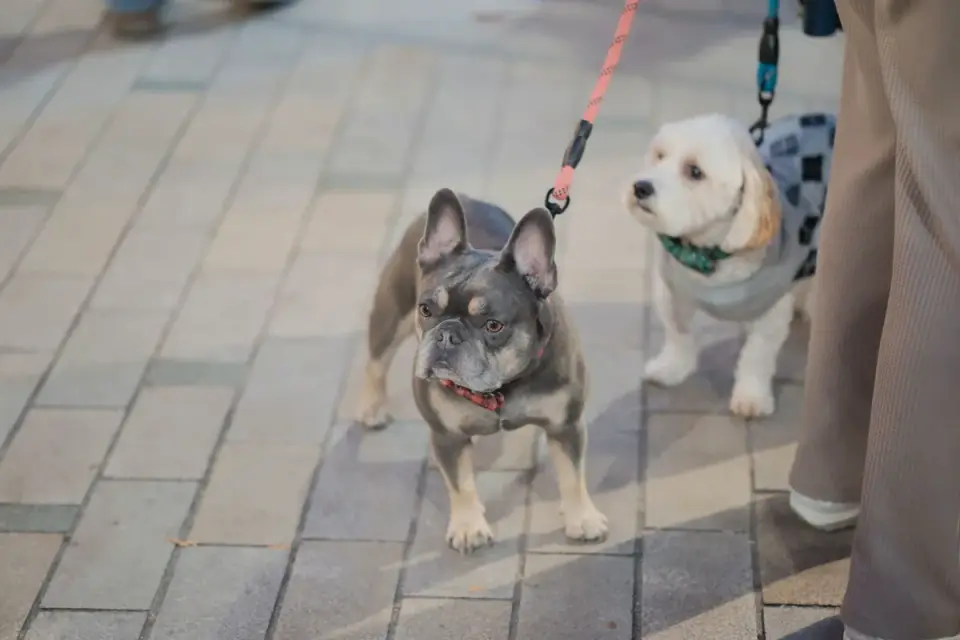 A senior dog walking slowly beside its owner on a paved path