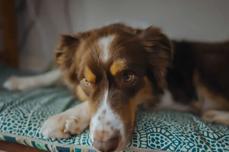 A senior dog with visible stiffness resting on an orthopedic bed in a home living room