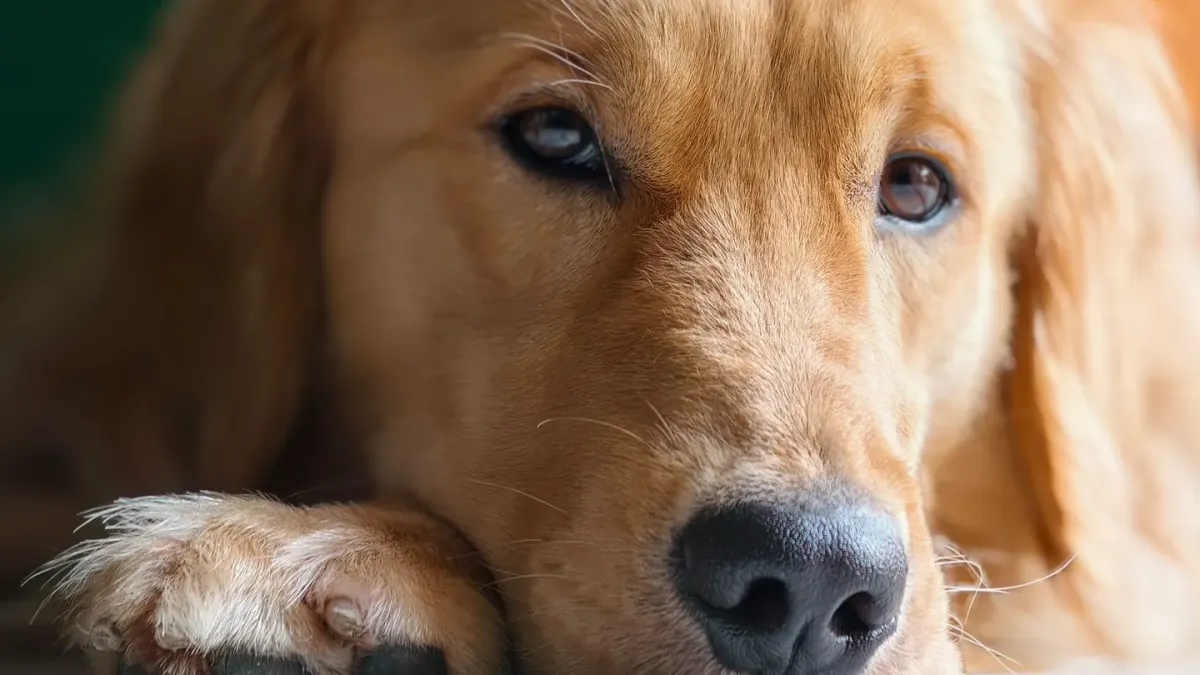 A senior golden retriever lying calmly on a wooden porch in soft afternoon light