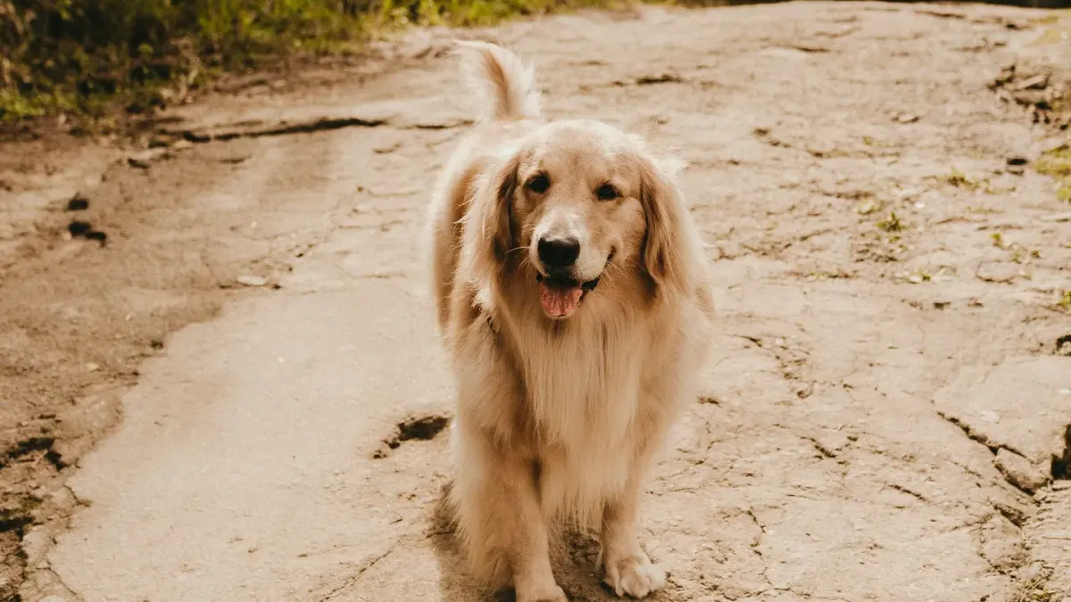 A senior golden retriever standing at the base of a staircase, weight shifted off one hip
