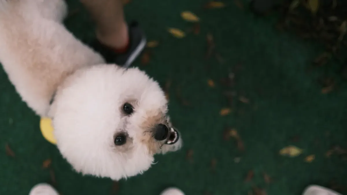 A small cube of cheese held near a dog's nose as it sniffs curiously