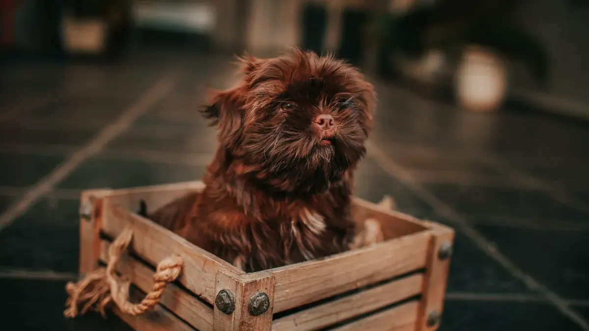 A small dog lying calmly inside an open crate in a hotel room