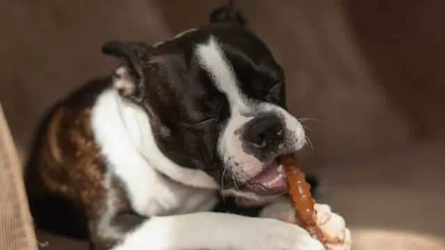 A small dog lying on a rug calmly chewing a soft treat