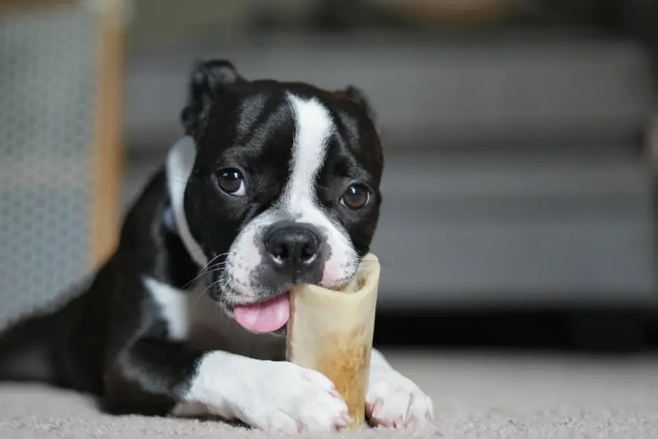 A small dog lying on a rug calmly chewing a soft treat