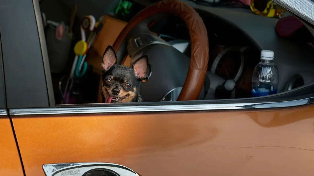 A small dog standing on its hind legs, looking out a front window