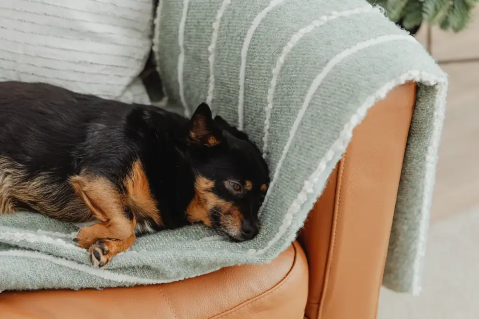 A small dog using a ramp to climb onto a couch