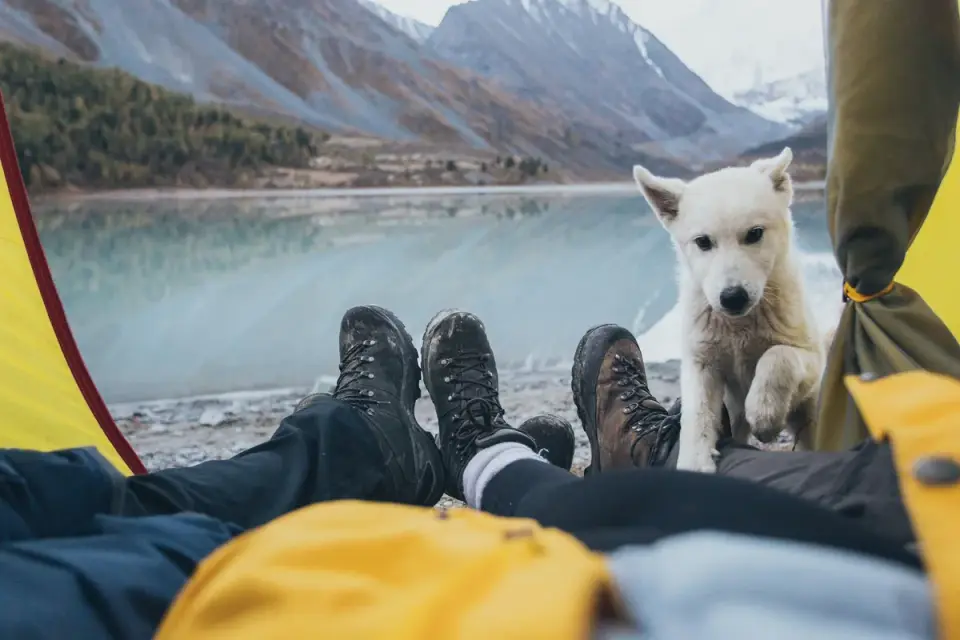 A small dog wearing a coat while sitting on a foam camping pad
