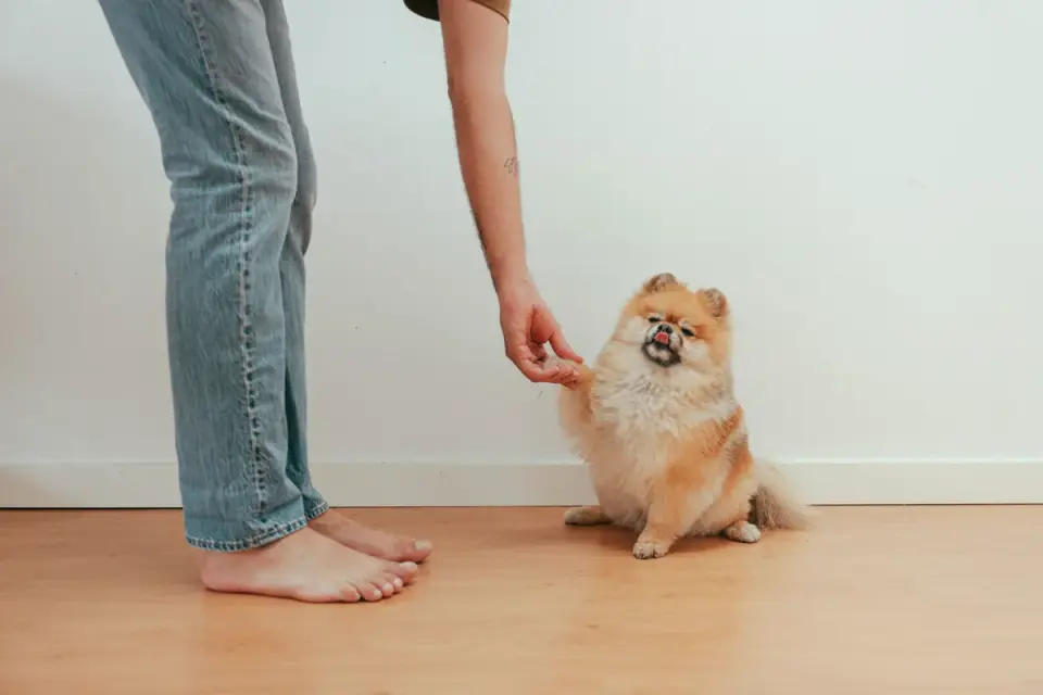 A small terrier receiving a treat during a calm grooming session