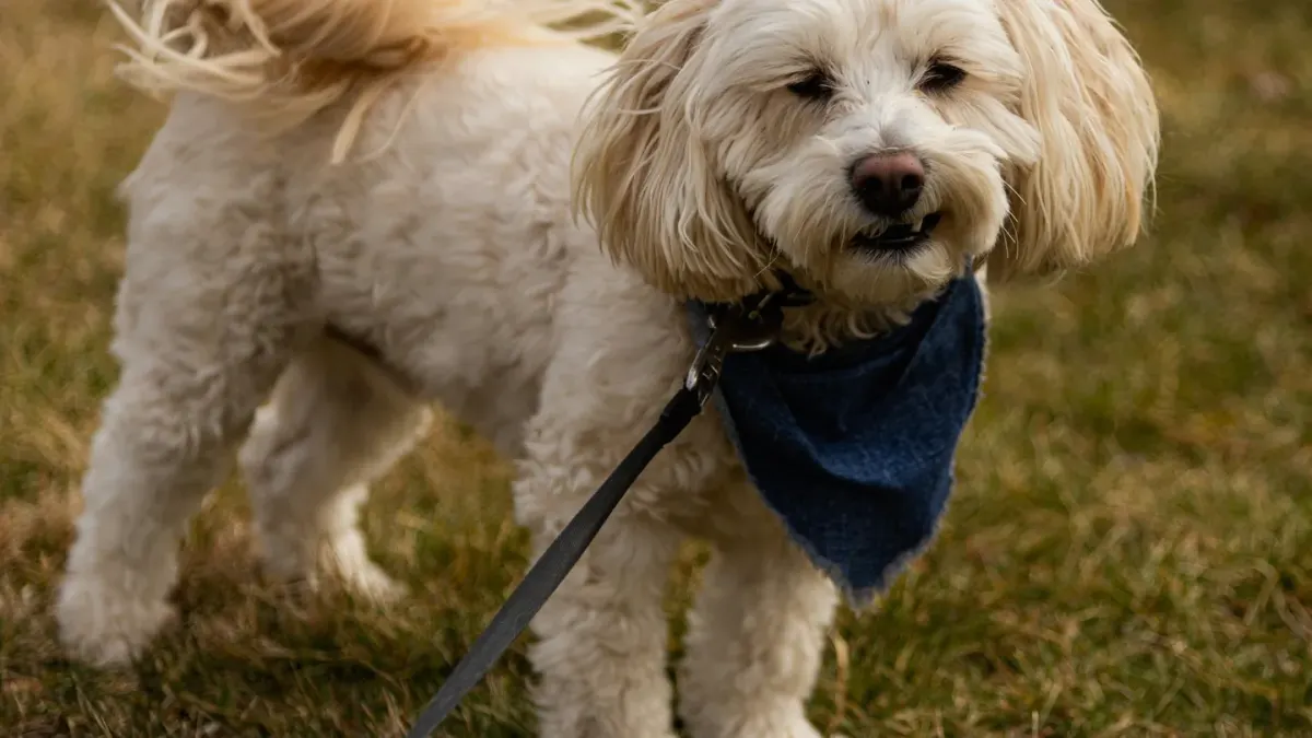 A small toy-breed dog walking on a leash across a grassy yard
