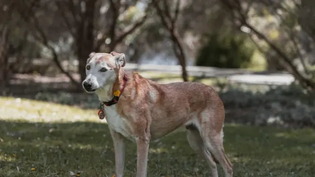 A thin senior dog standing near a full food bowl