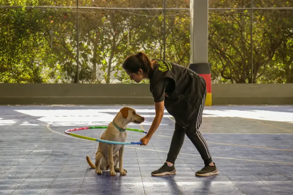 A trainer demonstrating a calm trade exercise with a dog and a food bowl