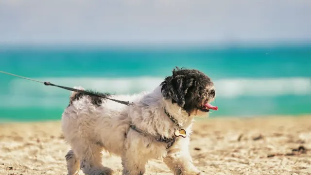 A tripod dog walking outdoors on a leash beside its owner