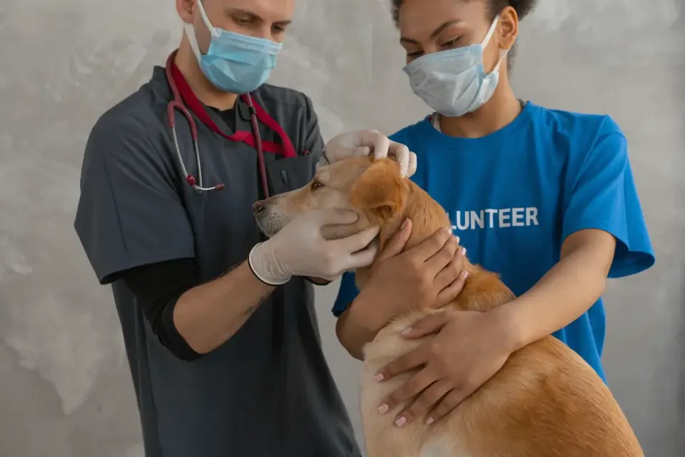 A veterinarian explaining a medication and supplement schedule to a dog owner at a clinic counter