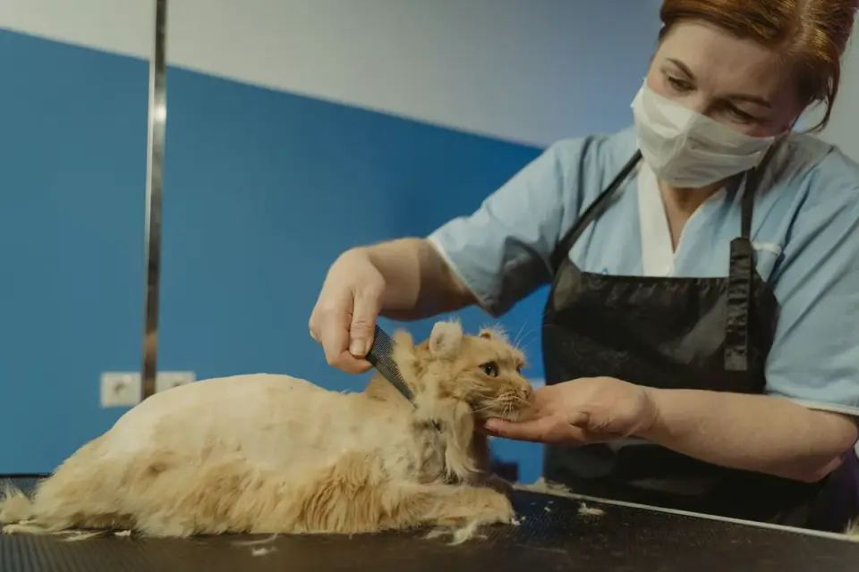 A veterinarian gently examining a dog on an exam table