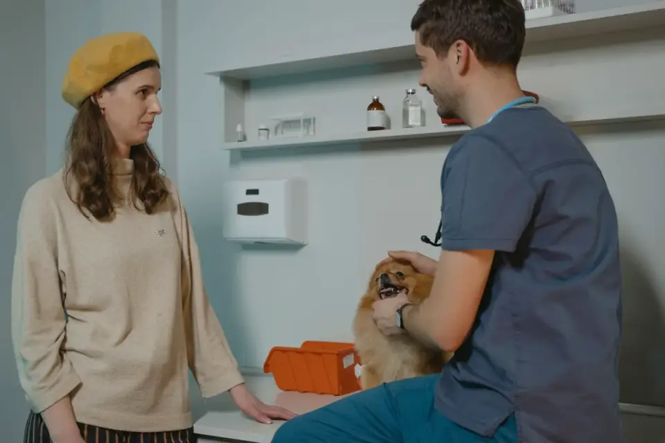A veterinarian gently examining a dog&#x27;s abdomen during a checkup