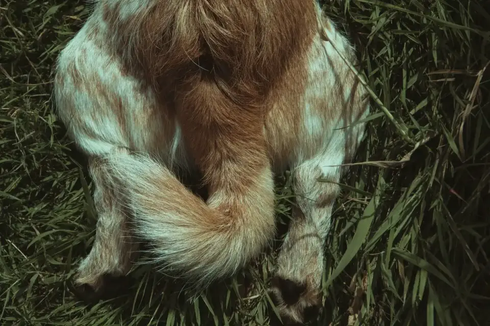 A veterinarian gently examining a dog&#x27;s hind limbs and lower spine during a checkup